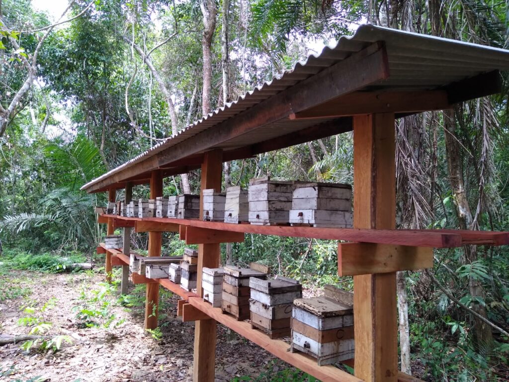 imagem mostra colméias de abelhas sem ferrão dispostas em prateleiras