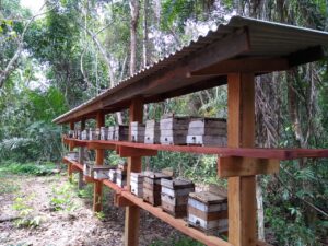 imagem mostra colméias de abelhas sem ferrão dispostas em prateleiras
