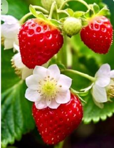 close da planta de morango com frutos vermelhos desenvolvidos e flores brancas, com uma central, de petalas brancas e centro amarelo. Folhas verdes ao fundo.