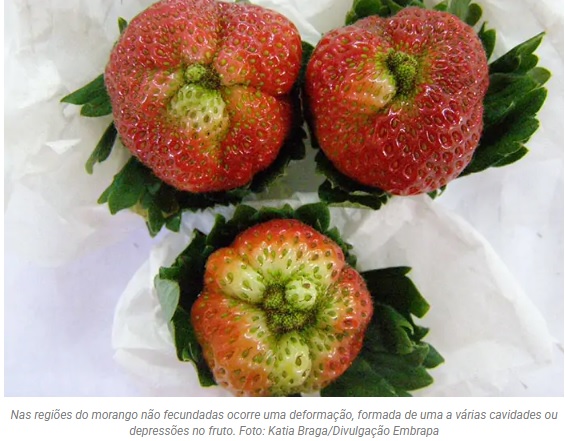 figura mostra tres morangos disformes de cor vermelho esverdeado.