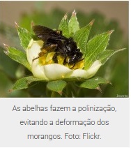 Flor de morangueiro aberto recebendo a visita da abelha sem ferrão plebeia nigriceps