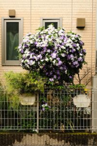Colorful Brunfelsia bush with purple and white blooms in a Tokyo urban garden.