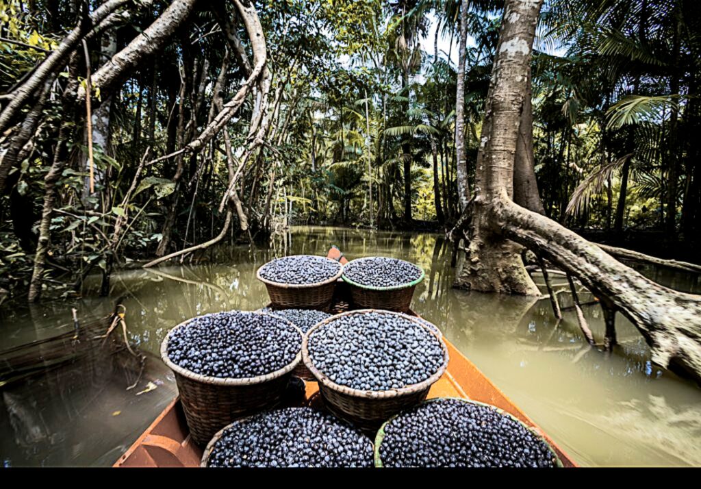 Produtos amazônicos comercializados