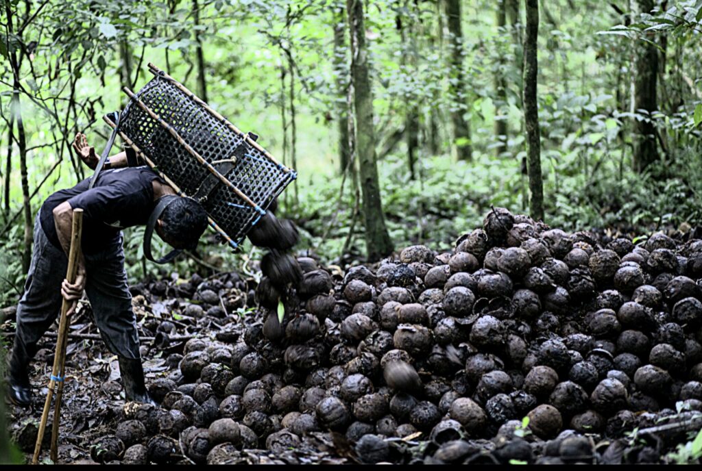 Frutos coletados na Amazônia 