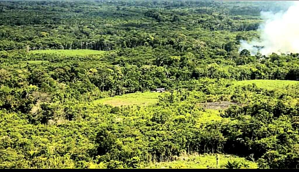 Clareira sem vegetação em meio a floresta