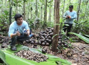 Homens trabalhando na coleta de frutos na floresta Amazônica