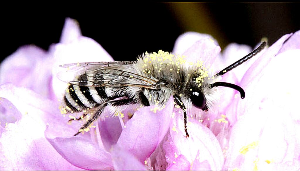 Abelha cheia de pólen em flor