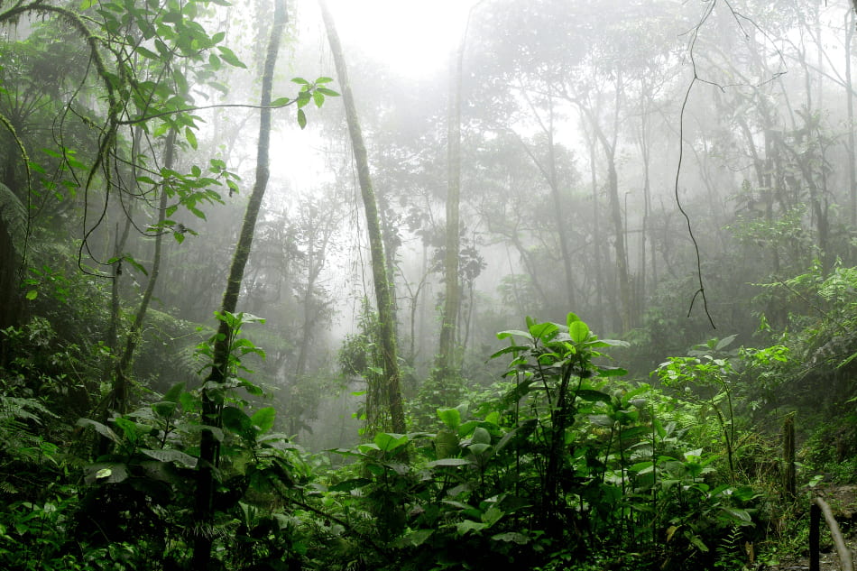 FLORESTA ENEVOADA, interior.