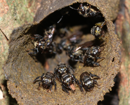 várias abelhas trigonas na entrada do ninho