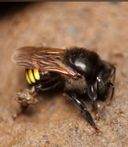 abelha quadrifasciata