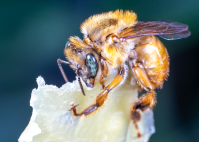 abelha Melipona em visita a uma flor
