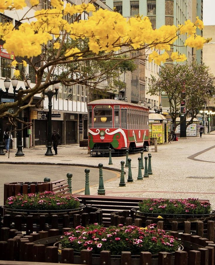 um ipê amarelo florido em rua de Curitiba com um bondinho parado