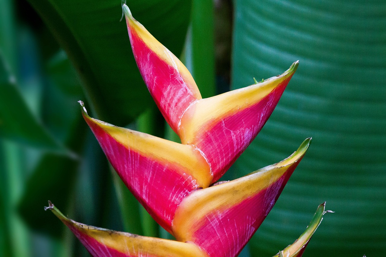 heliconia bihai2