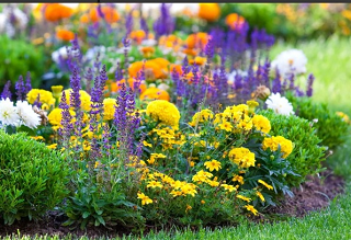 jardim mostrando flores amarelas e lavandas