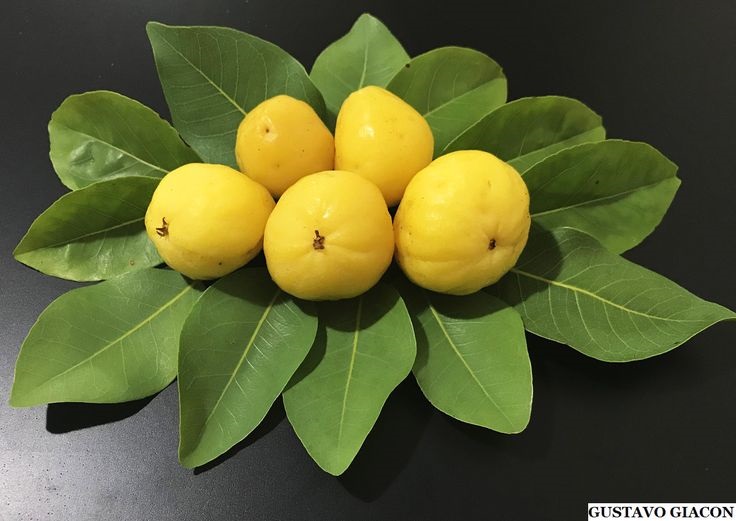 Cagaita ( Eugenia dysenterica ) Foto_ Gustavo Giacon frutas amarelas do cagaitã do cerrado