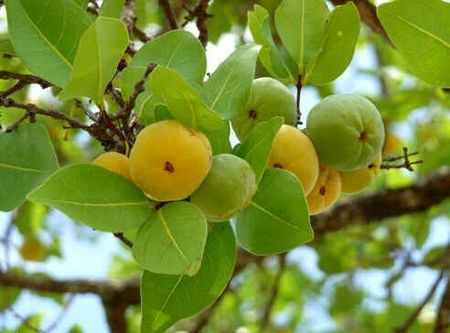 frutos da árvore nativa do cerrado chamado cagaita, amarelo, globoso
