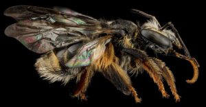 abelha com ferrão Exomalopsis analis, fêmea