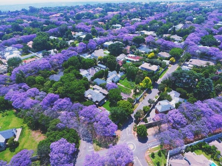 Johannesburg-Jacarandas-stunning.j