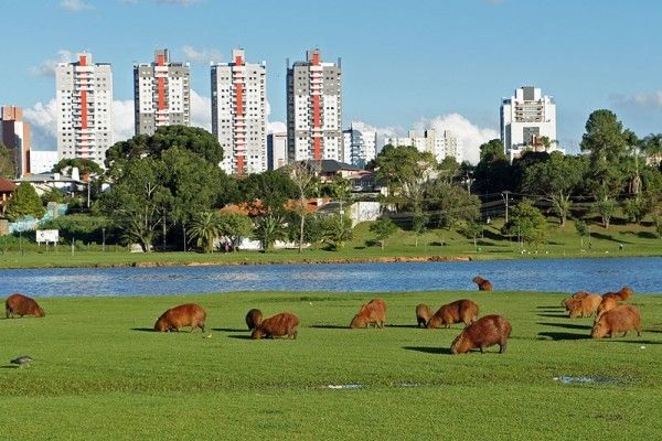 imagem mostra prédios ao fundo e em primeiro plano cenário verde, lago, com capivaras no gramado