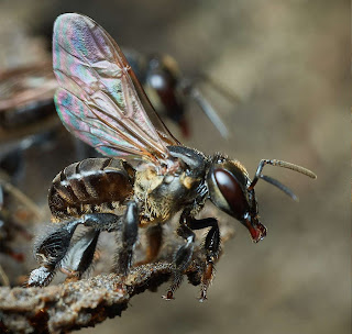 abelha sem ferrão, Scaptotrigona depilis