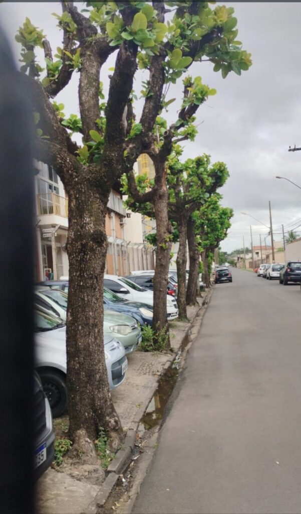 Árvores de ruas podadas e folhagem brotando