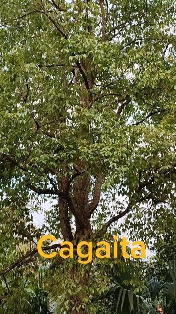 árvore alta cagaita, do cerrado