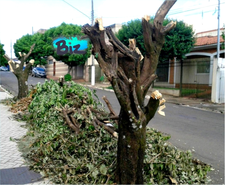 árvores decepadas nas calçadas