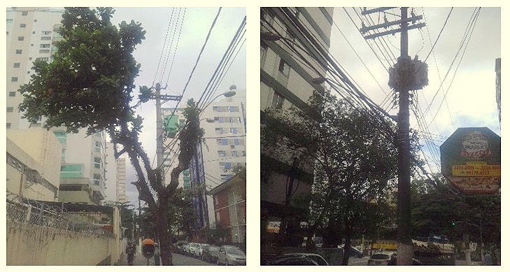 árvores em fiação nas cidades