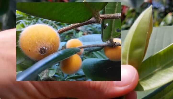 planta cabeludinho com frutos globosos amarelos