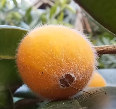 frutinho amarelo, globoso, baga, cheio de pelinhos na casca, chamado de cabeludinha