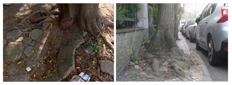 raizes levantando calçadas