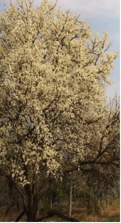árvore alta de cagaiteira toda florida, com flores brancas abertas ao mesmo tempo