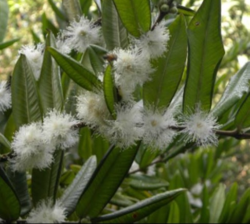 flores de cabeludinha, brancas, muitos estames com pólen