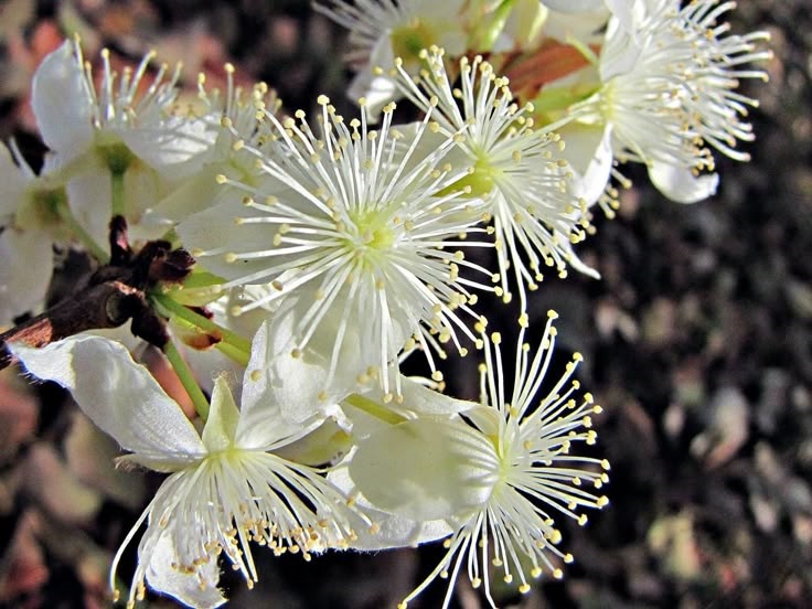 flores abertas de cagaita, brancas, rasas e com muitos estames