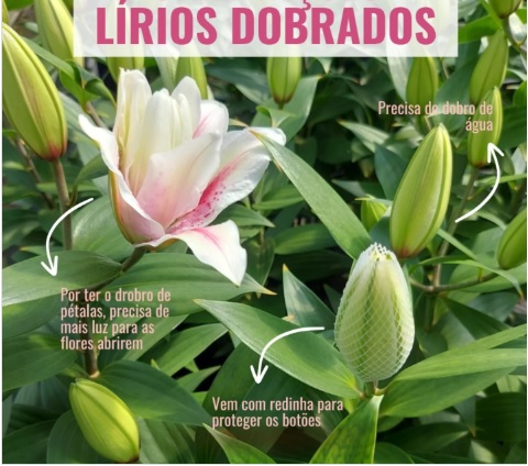 lírio chamado de lírio dobrado, sem estames. Transformados em pétalas