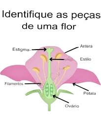 esquema de partes de uma flor