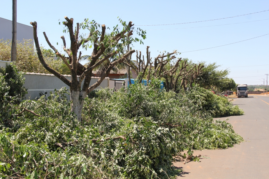 árvores completamente nuas em podas irracionais