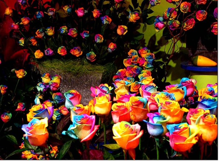 rosas hipercoloridas, artificialmente por meio de melhoramento genético e outras tecnologias