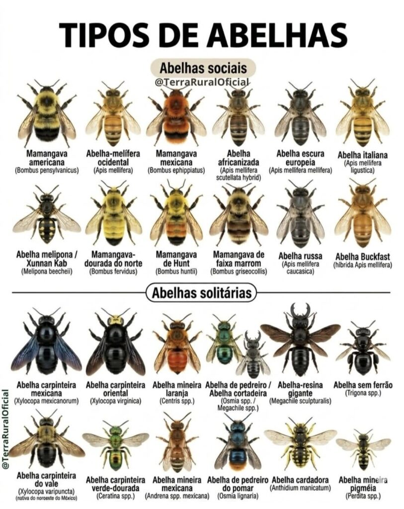 Várias espécies e subespécies de abelhas nativas do Brasil e exóticas também 